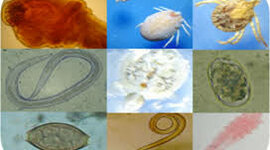 Timeline: Historia De La Parasitología