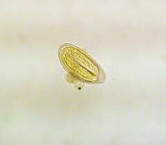 Enterobius vermicularis