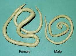 Ascaris lumbricoides