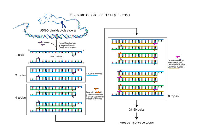 PCR