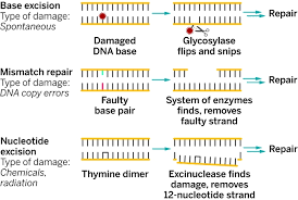 Paul Modrich and Aziz Sancar