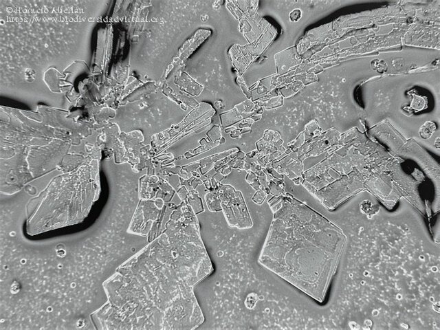 La urea es aislada de la orina