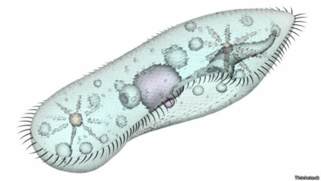 Bacterias empiezan a producir oxigeno