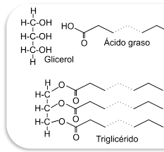 Se demuestra la composición de las grasas