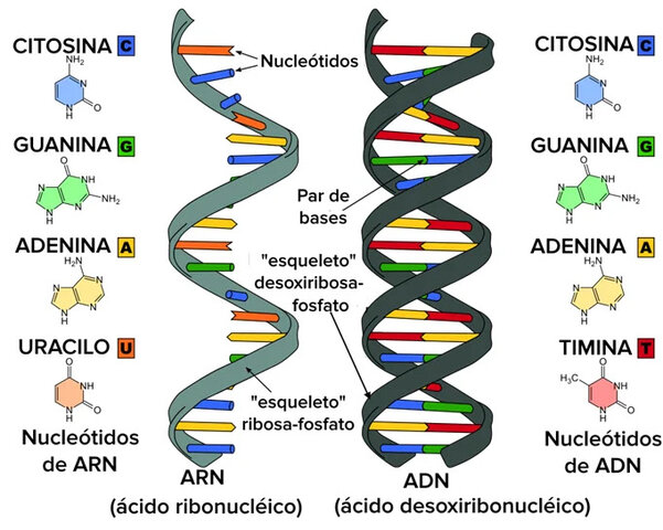 Descubrimiento de los ácidos nucleicos