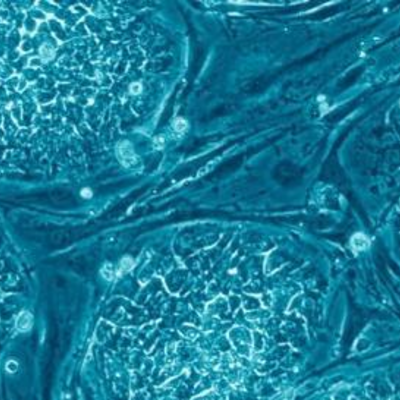 Timeline: La Célula