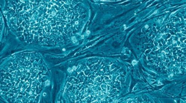 Timeline: La Célula