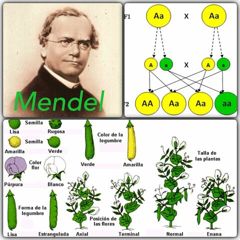 Gregor Mendel