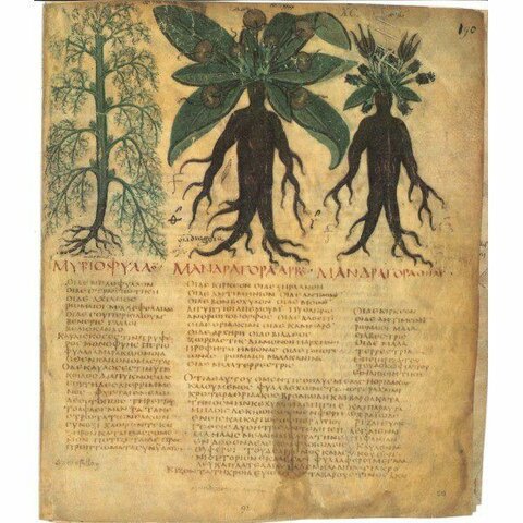 Libros de materia médica vegetal