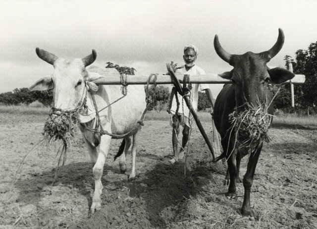 Agriculture avec force animales