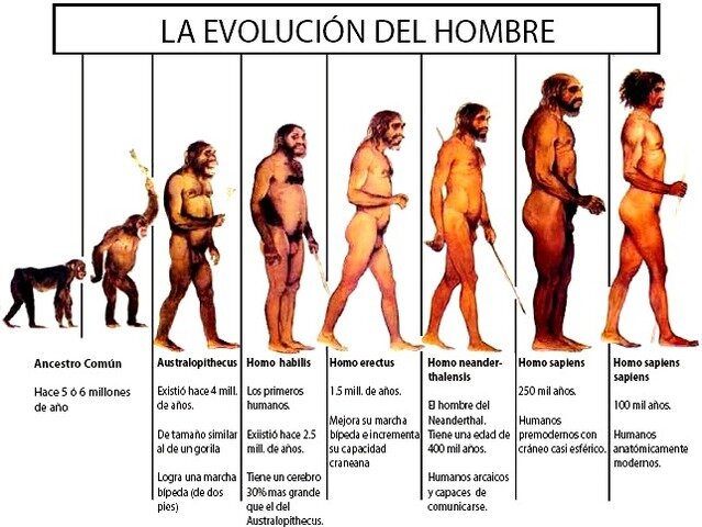 evolucion de los primeros primates