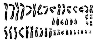 Joe Hin Tjio y Albert Levan