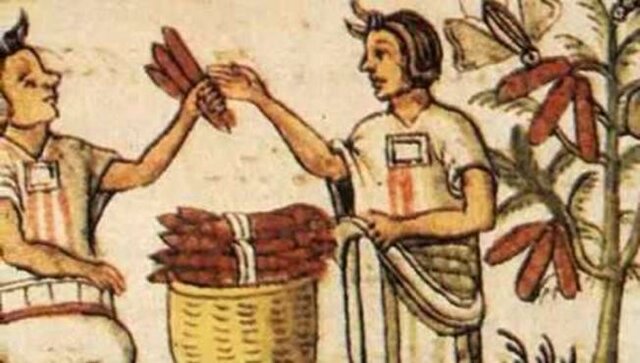 Los españoles descubren la herbolaria indígena