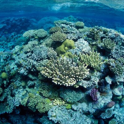 Timeline: Great Barrier Reef History