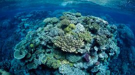 Timeline: Great Barrier Reef History