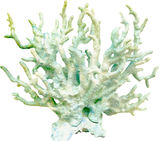 Another Bleaching Too Soon