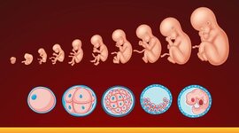 Timeline: historia de la embriología