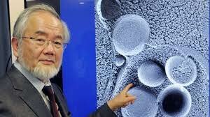 Premio Nobel de Fisiología  2016