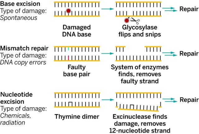 1983: Paul Modrich and Aziz Sancar