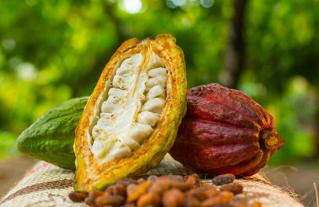 Cacao