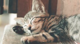 Timeline: animali