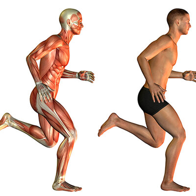 Timeline: Fisiología del ejercicio