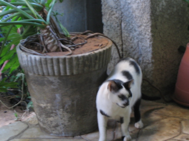 חוזרת ללימודים...