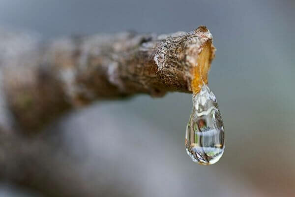 PEGAMENTOS NATURALES