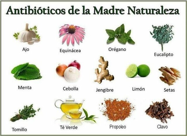 EFECTOS FARMACOLÓGICOS DE PLANTAS MEDICINALES