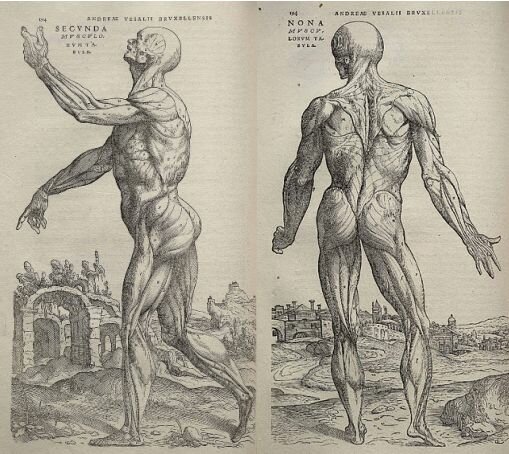 Renacimiento - Vesalius y Vittorino da Feltra