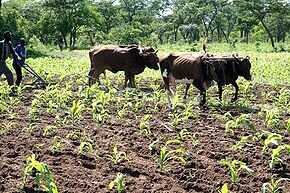 invention de l'agriculture
