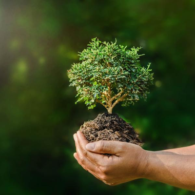 Timeline: Aportaciones a la Ecología