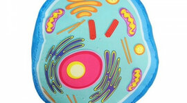 Timeline: La teoria celular