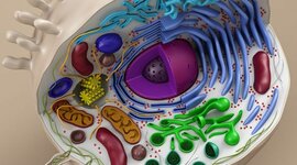 Timeline: La Teoría Celular.