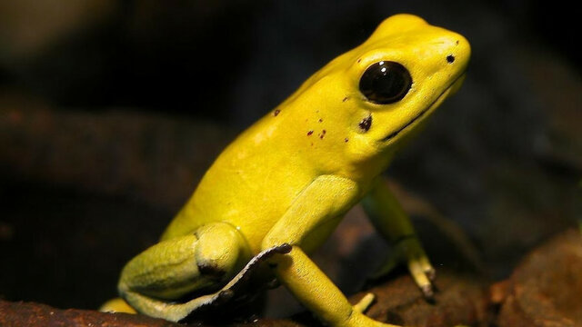 Nacimiento: Rudolph Virchow.