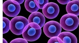 Timeline: Teoría Celular