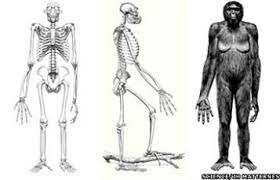 Ardipithecus