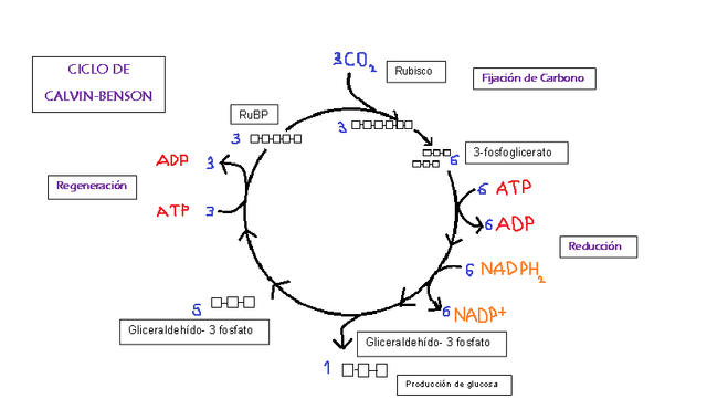 Ciclo de Calvin-Benson