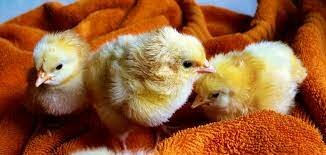 Hatching Baby Chicks
