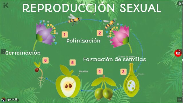 Reproducción sexual de las plantas