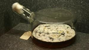 Descubrimiento de la penicilina