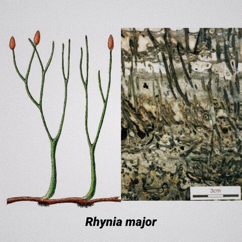 Primeras plantas vasculares