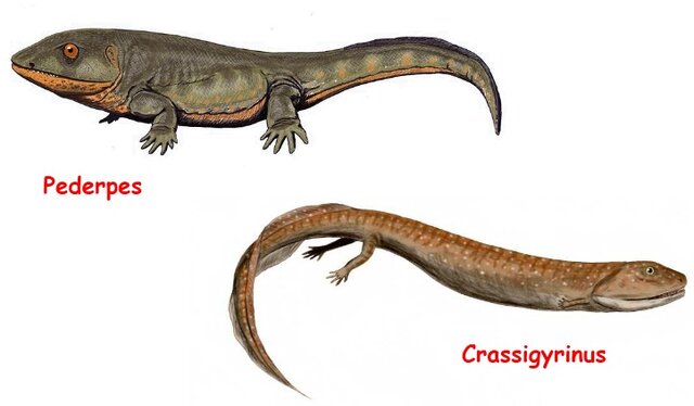 Presencia de los primeros anfibios