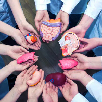 Timeline: Tr temps i organs