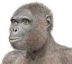 Ardipithecus Ranidus