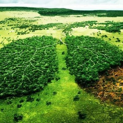 Timeline: Movimiento ecologista / Creación de organizaciones para el cuidado del medio ambiente