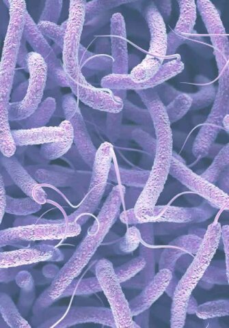 El descobriment de Vibrio cholerae