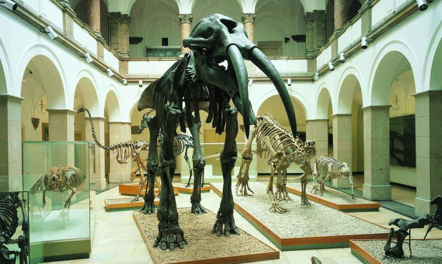 Wir haben das Paläontologische Museum besucht