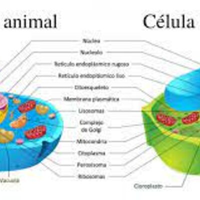 Timeline: La teoria celular