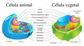 Timeline: La teoria celular